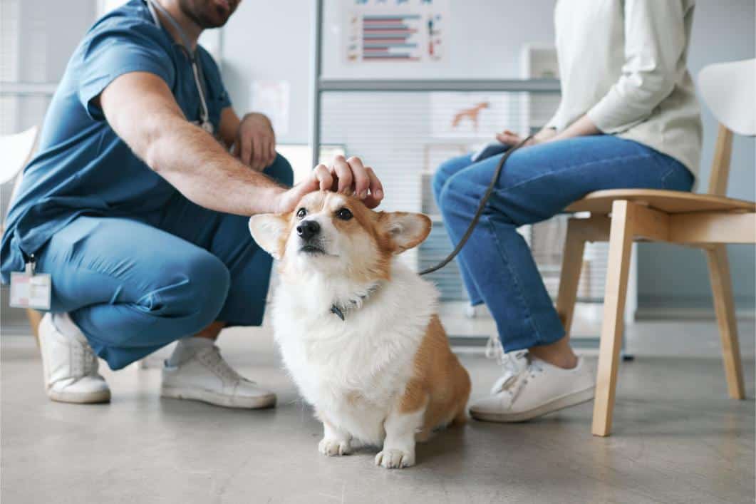 How to Prepare Your Pet for a Vet Clinic Appointment