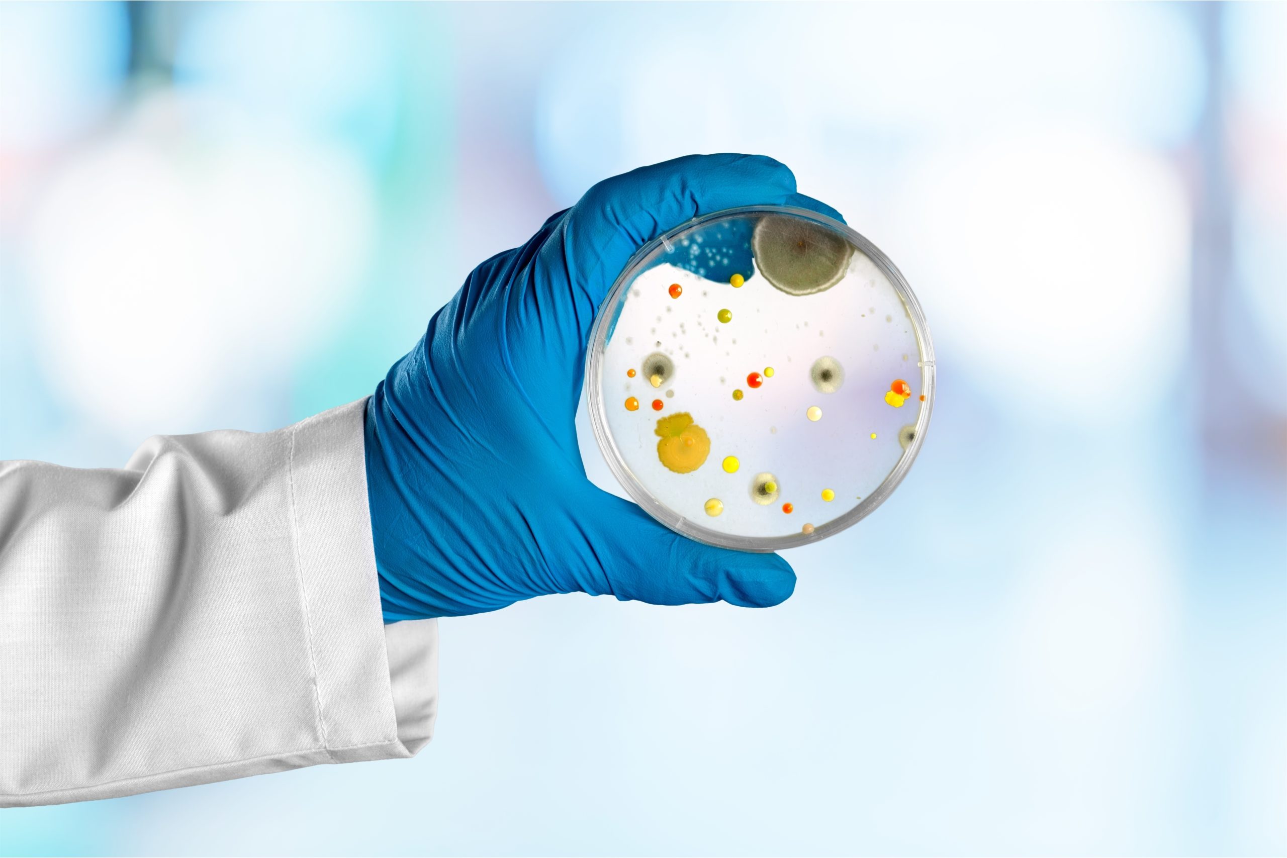 black mold testing near me